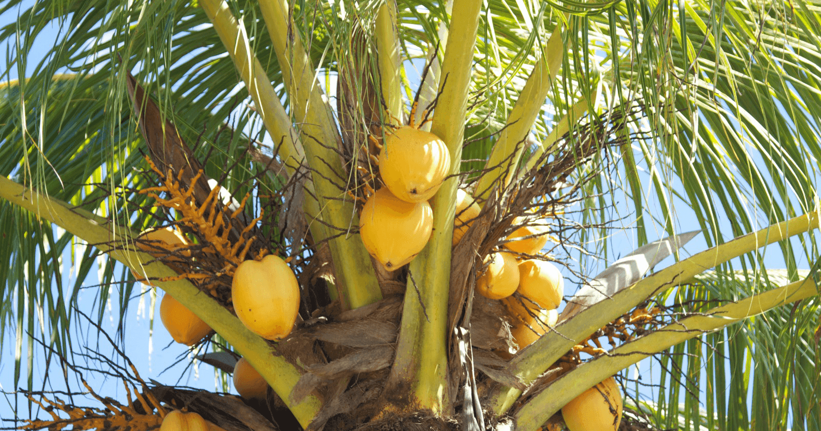 Palmbomensuriname